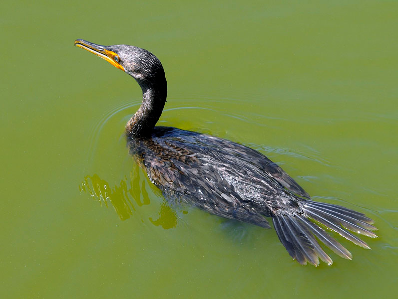Рыбачек Ушастый баклан, Phalacrocorax auritus, Лагуна Малибу, Double-crested Cormorant, Malibu Lagoon, California