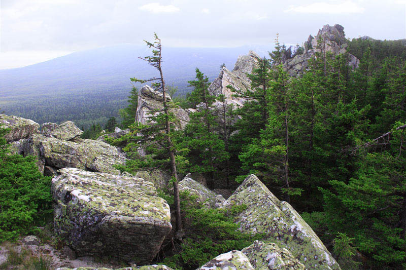Горные ели Урал, горы, тайга