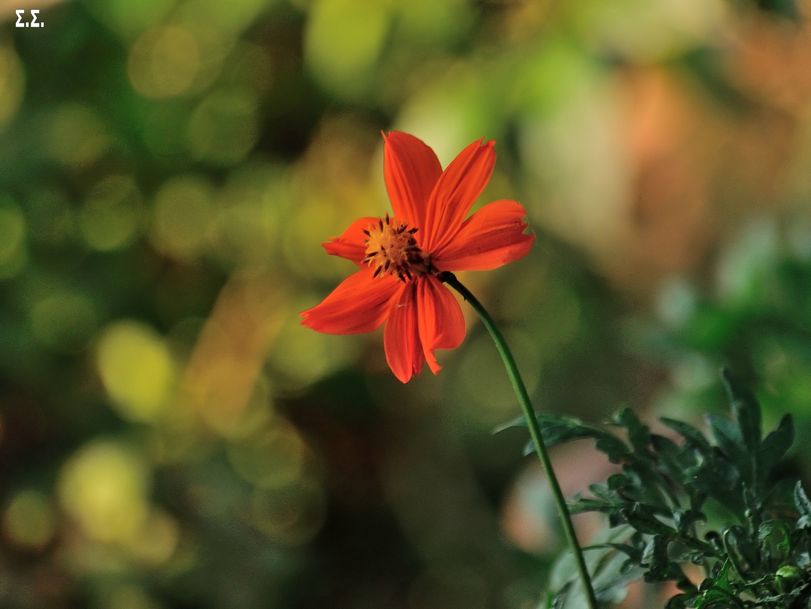 ORANGE FLOWER 