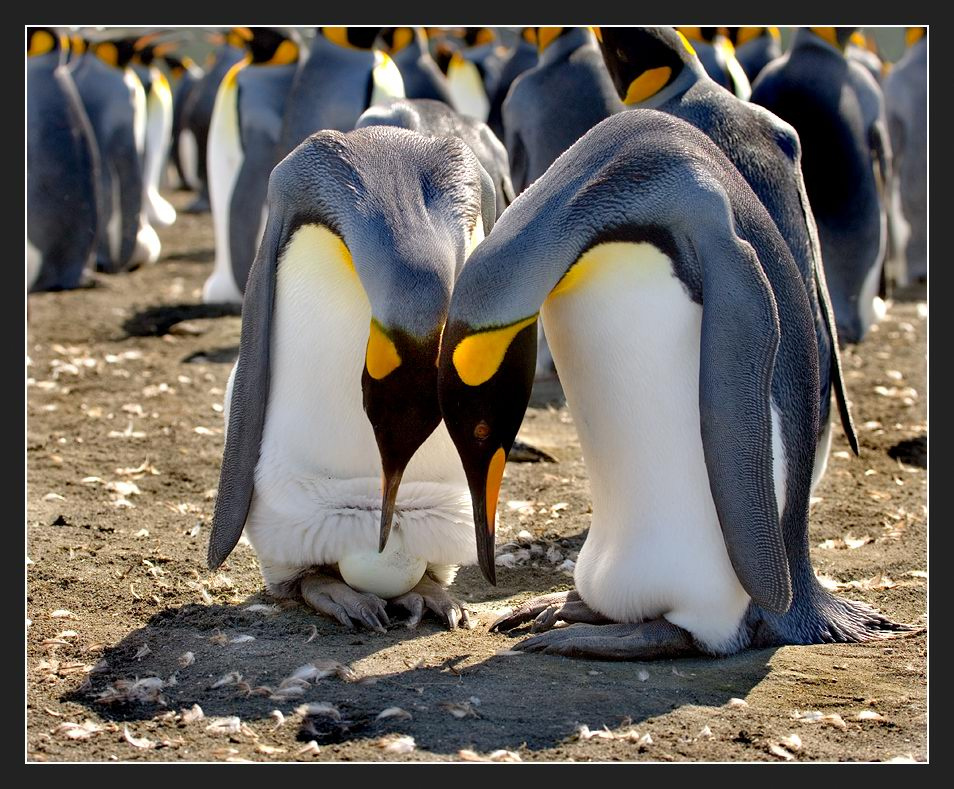 Первенец Антарктика South Georgia Королевский пингвин