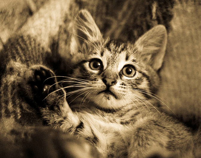 котик кот