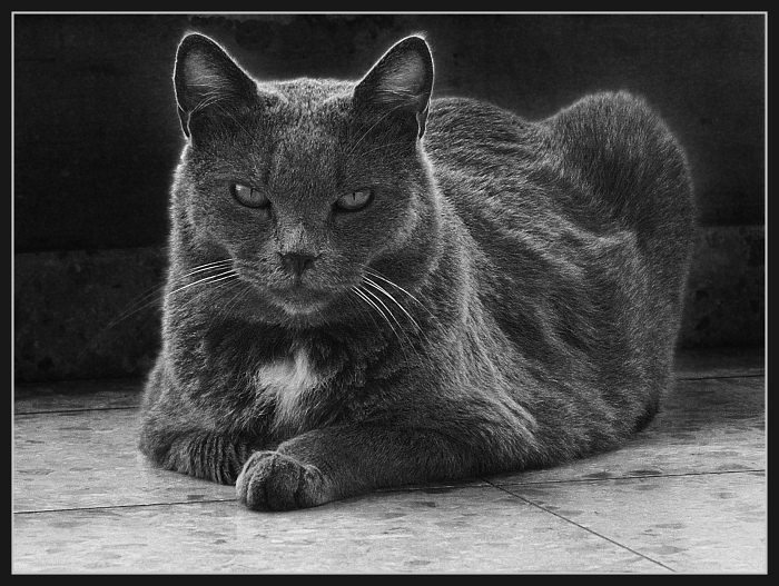 Я Вам не пушистый, беленький котенок! кот котенок белый пушистый