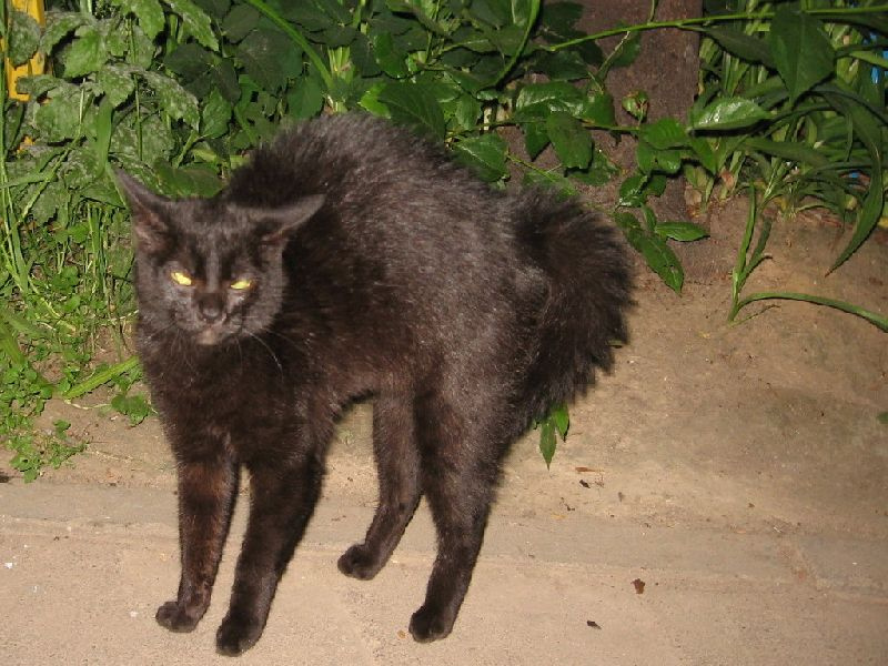 испугались кот ночь страх