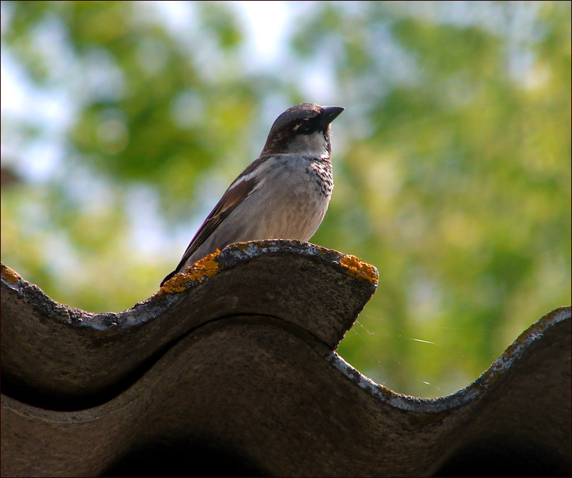 Воробей воробей птица bird макро
