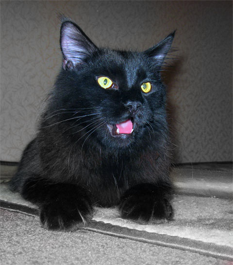 Котик: Пиночет Кот