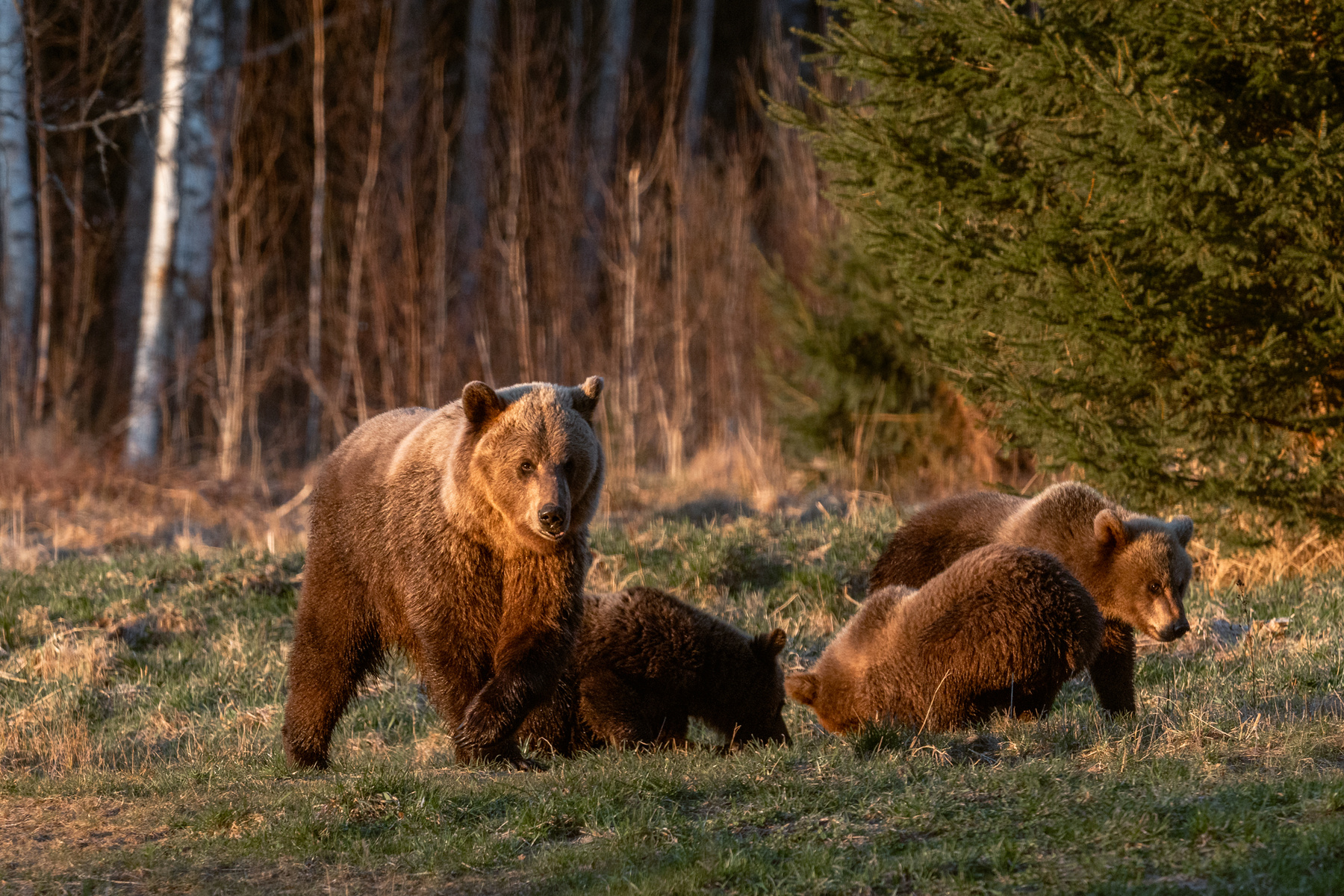 Bear family. 