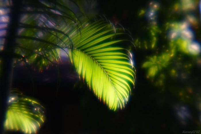 Rainforest 