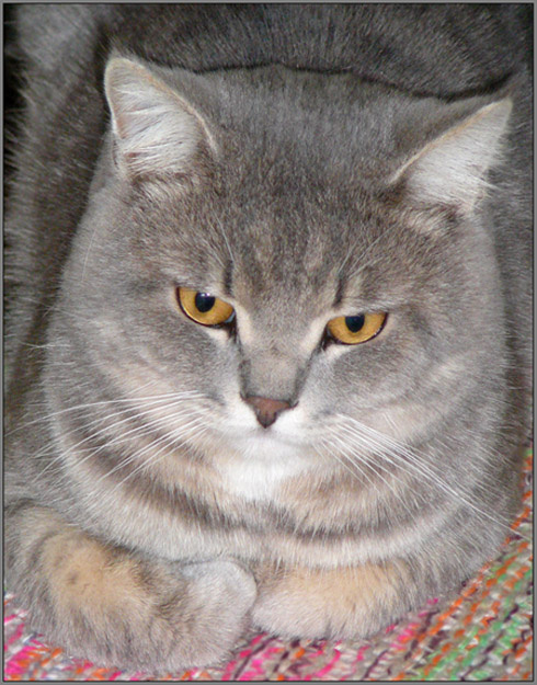 Мой самый любимый мужчина.... после мужа кот