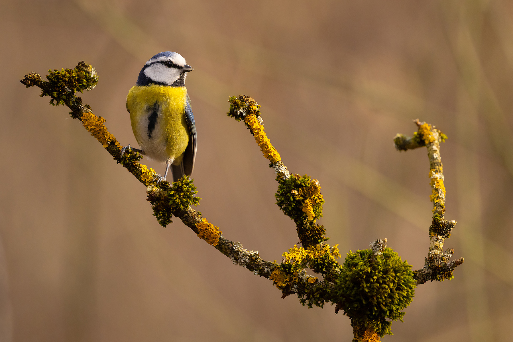Titmouse 