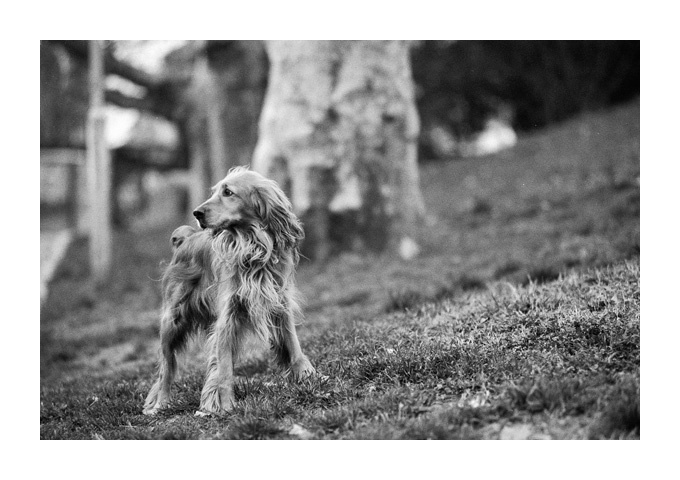 Dog #1 