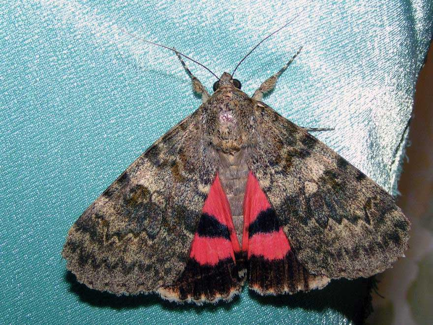 Ночная бабочка, но кто же виноват... ночная бабочка красная орденская лента