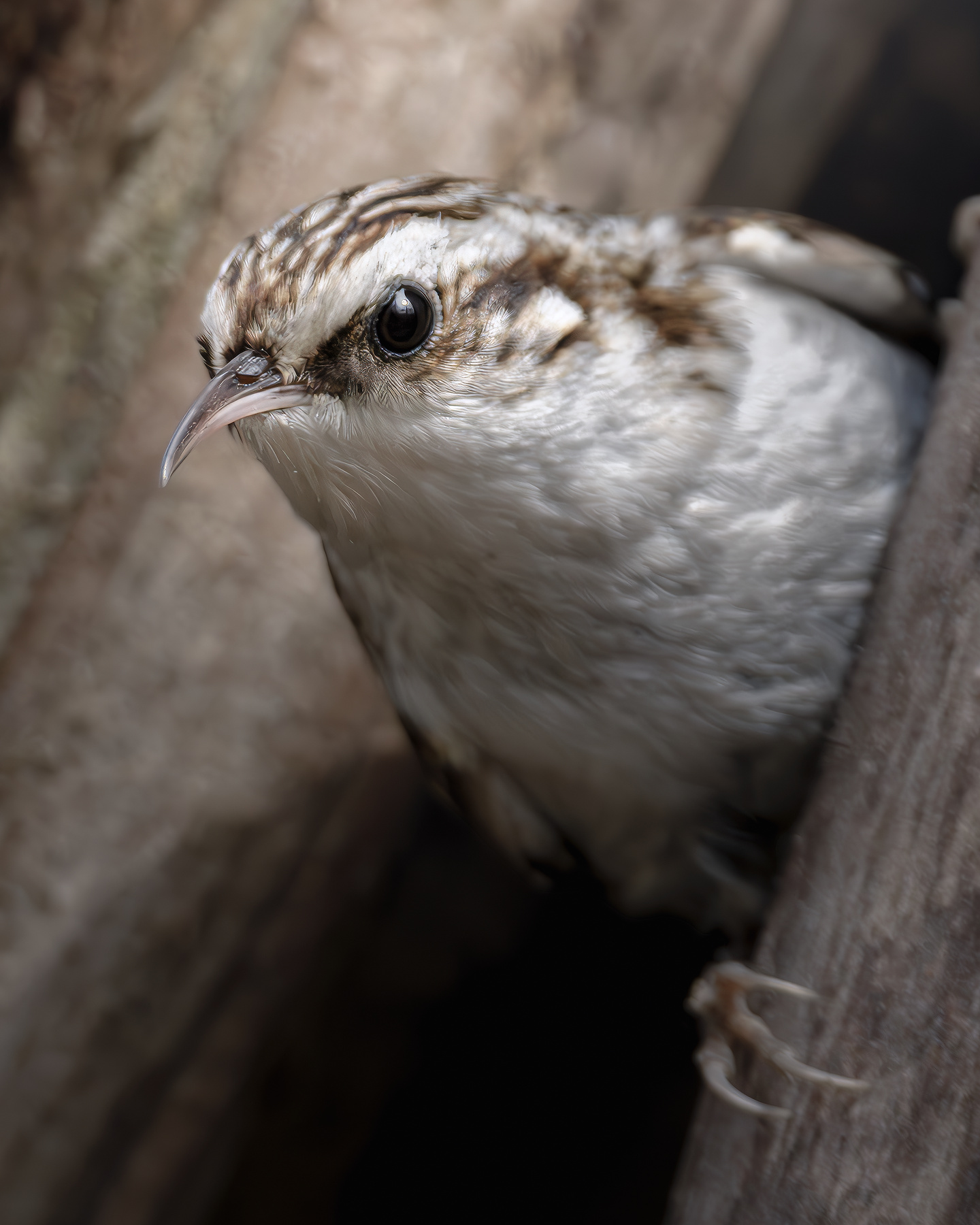 Пищуха (Certhia familiaris) 