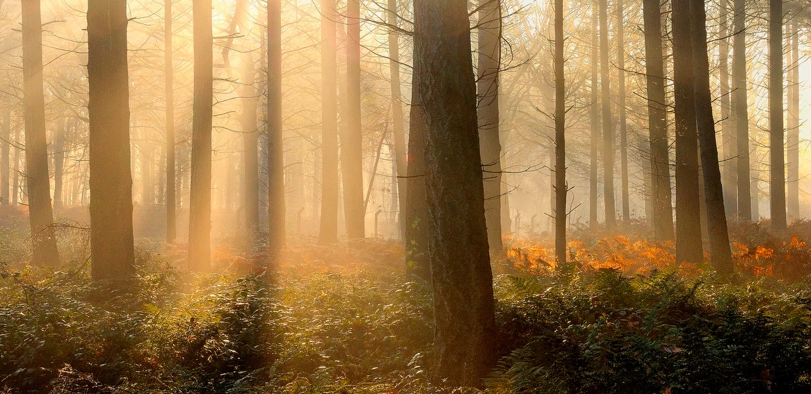 Colors of an autumn morning. 