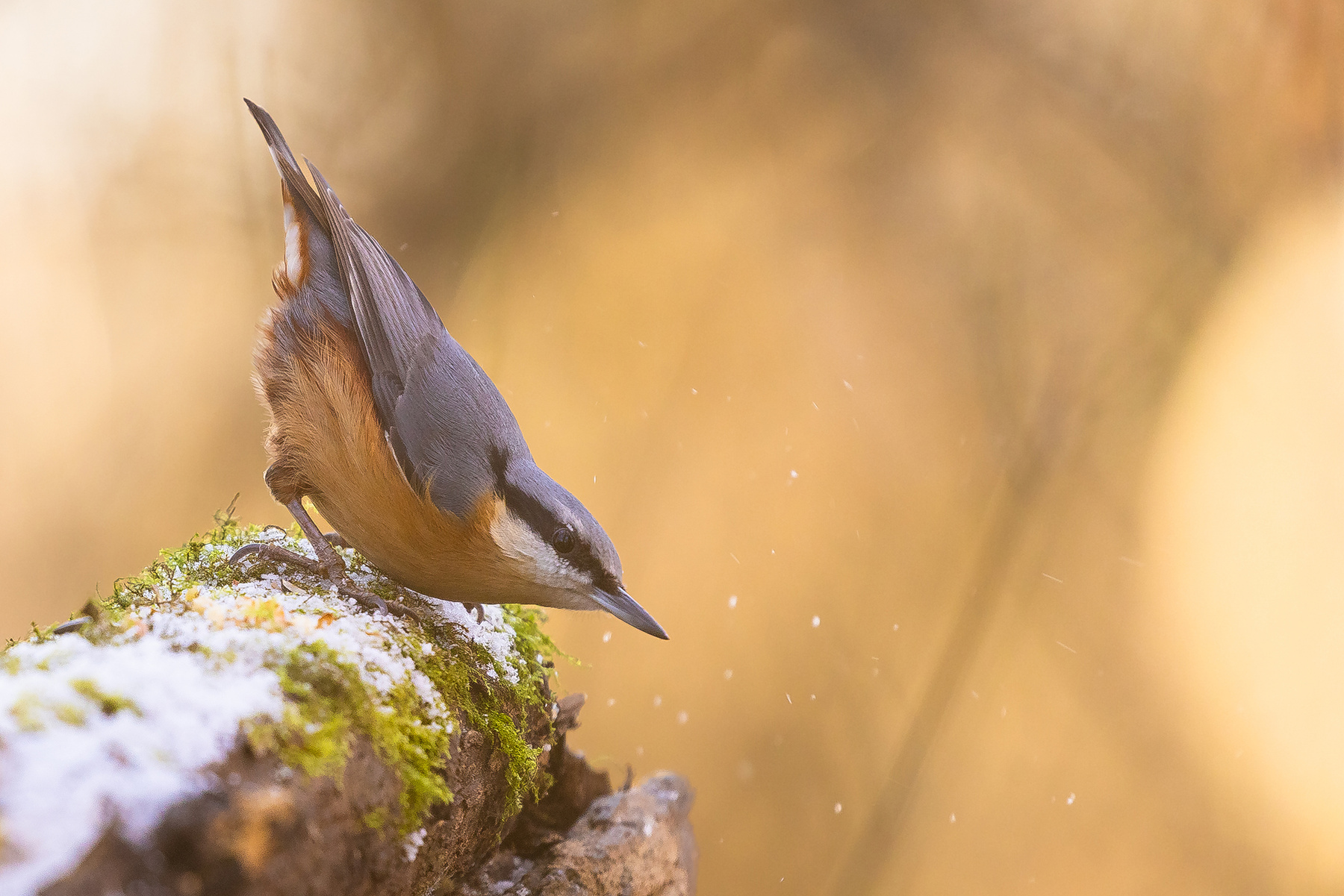 Nuthatch 