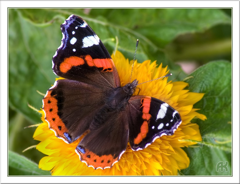 Адмирал (vanessa atalanta) адмирал vanessa atalanta бабочки насекомые