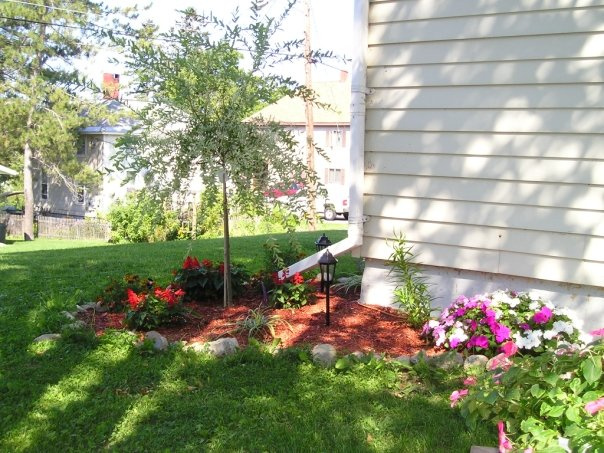 Tree tree garden outside