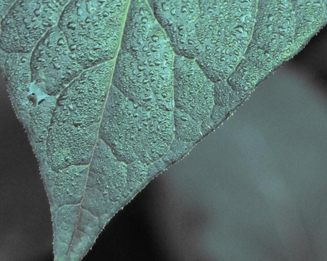 Ecology роса лист август утро