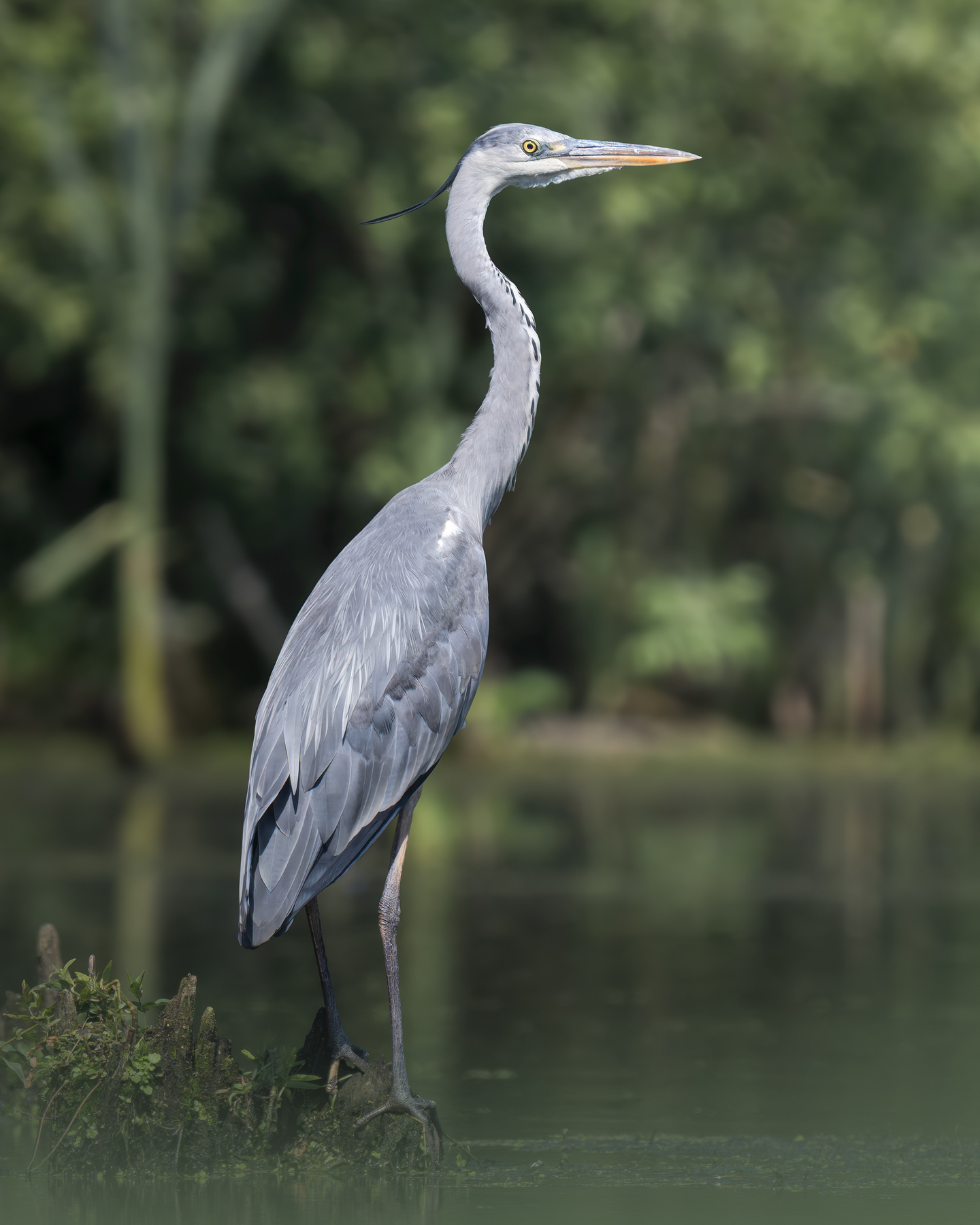 Серая цапля (Ardea cinerea) 