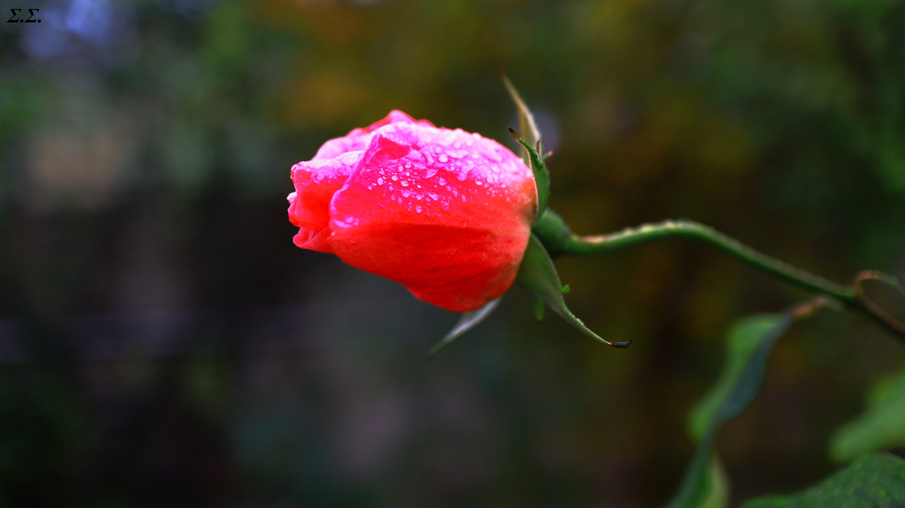 PINK AND WET 