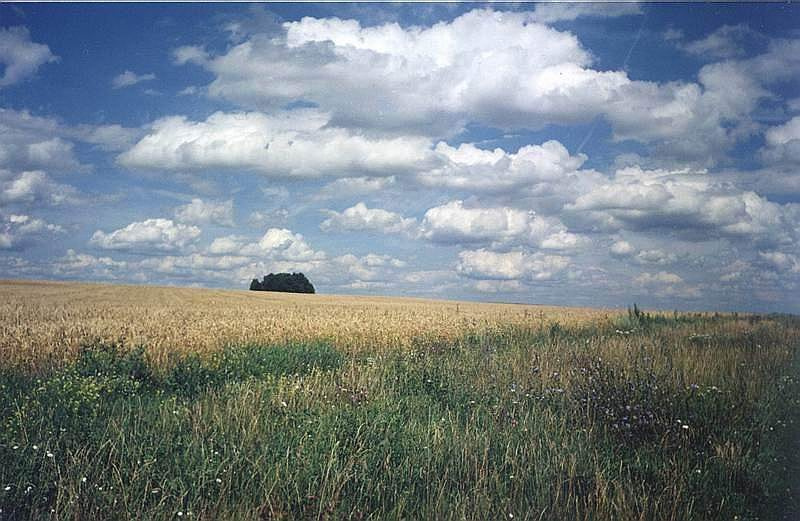 Небо, поле. Небо поле лето