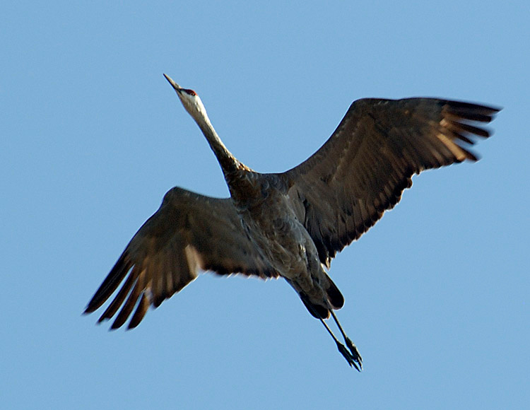 Kto tam sandhill crane
