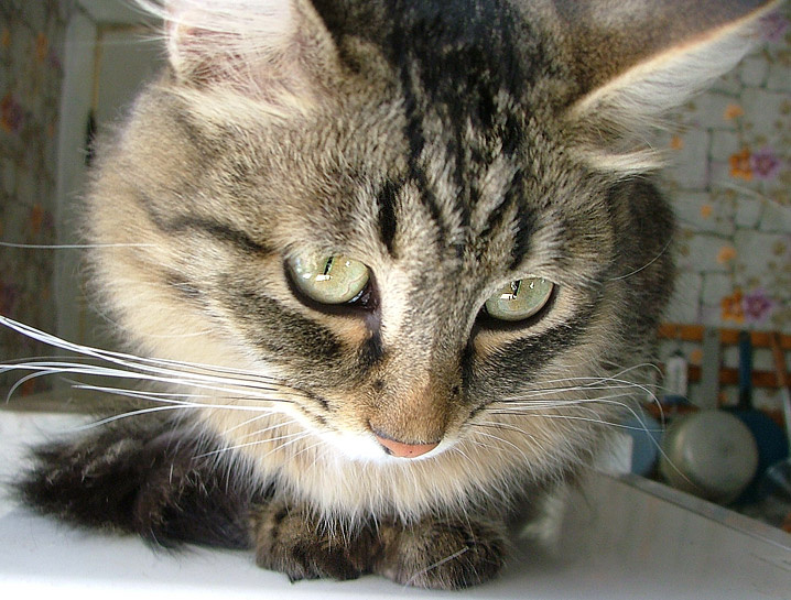Взгляд Кот