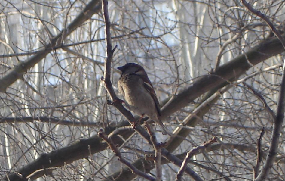SPARROW 