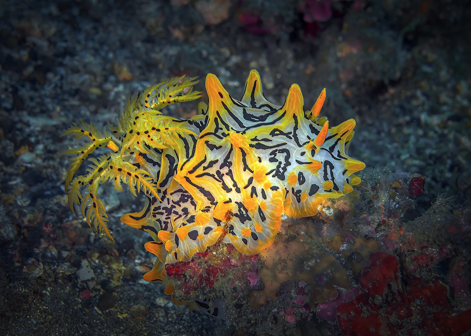 Halgerda голожаберник Halgerda Lembeh дайвинг Индонезия Лембе подводные