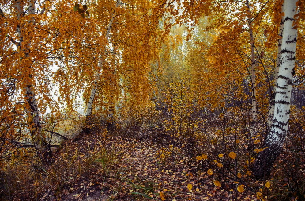 Берёзы 