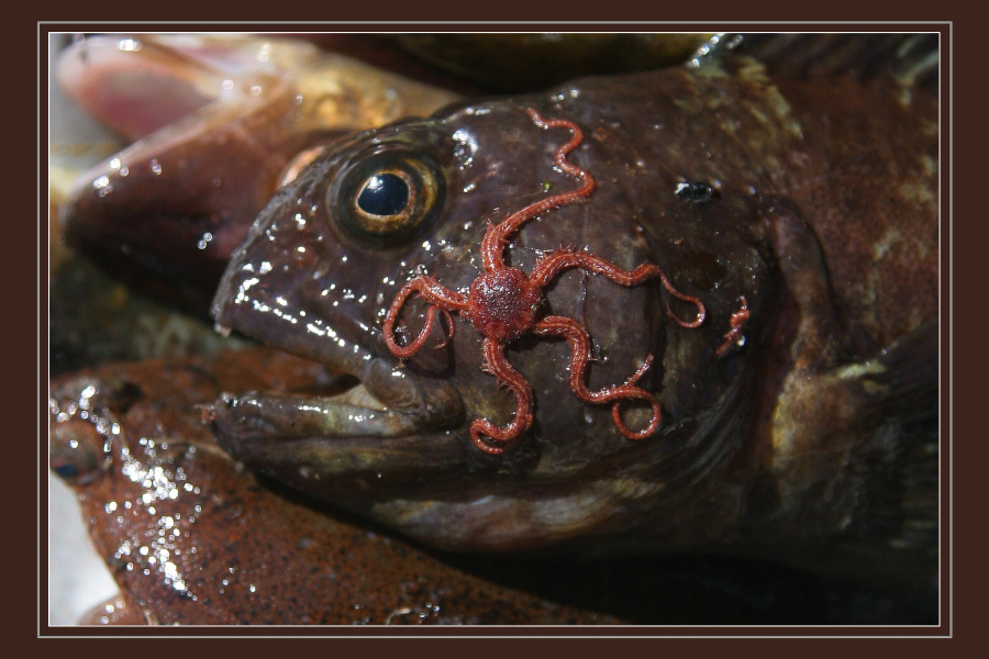 Морские гады Белое море