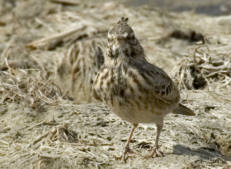 Хохлатый жаворонок в камуфляже Хохлатый жаворонок, Crested Lark, Galerida cristata