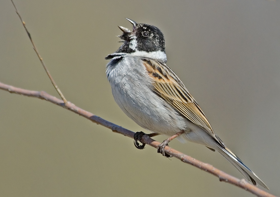 Тема судьбы Камышовая овсянка, Reed Bunting, Emberiza schoeniclus, тема судьбы