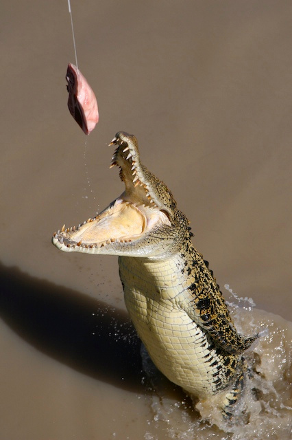 Croco 2 крокодил