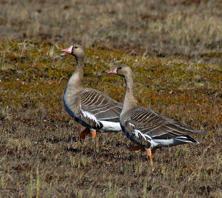 Жили у бабуси … Белолобый гусь, Anser albifrons, Greater White-fronted Goose, Tobseda, Barents Sea, Arctic