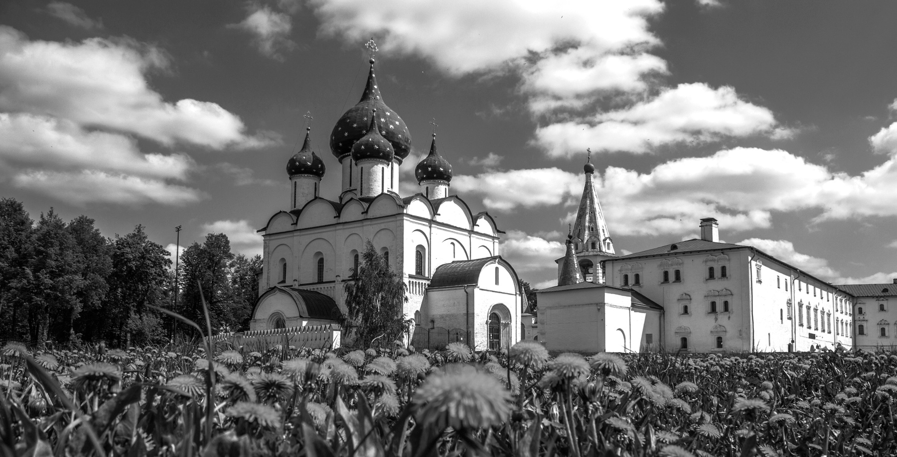 Суздаль Одуванчики 