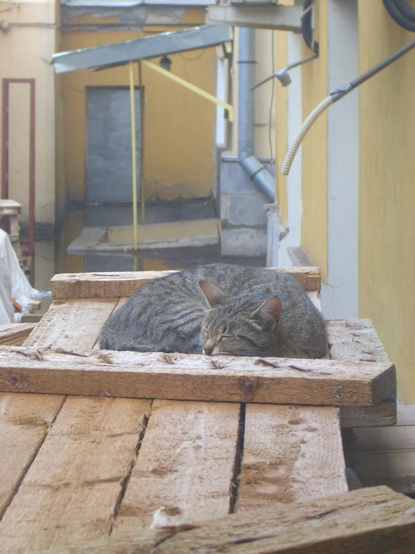 Банковский кот 