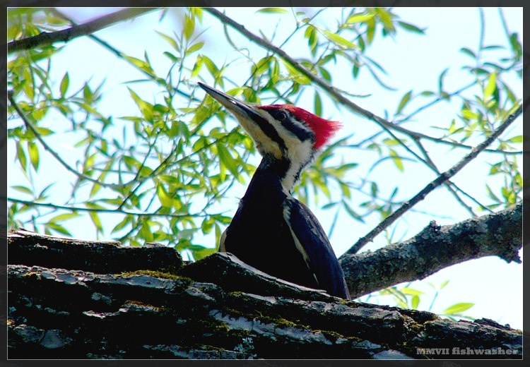 сам дятел дятел woody woodpecker долботрах