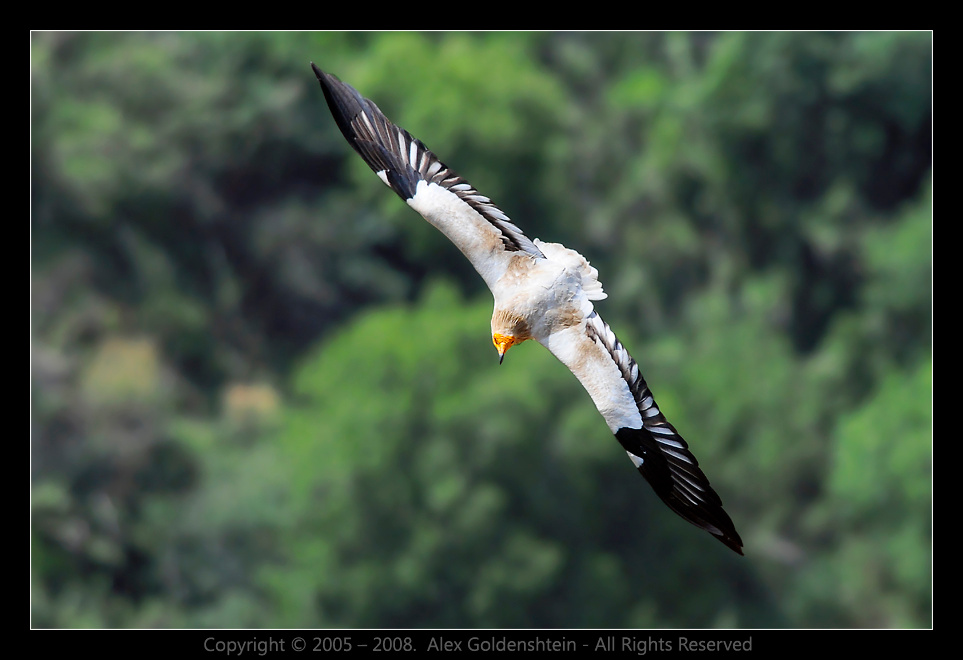 The Egyptian Vulture Стервятник, Egyptian-Vulture, Neophron-percnopterus