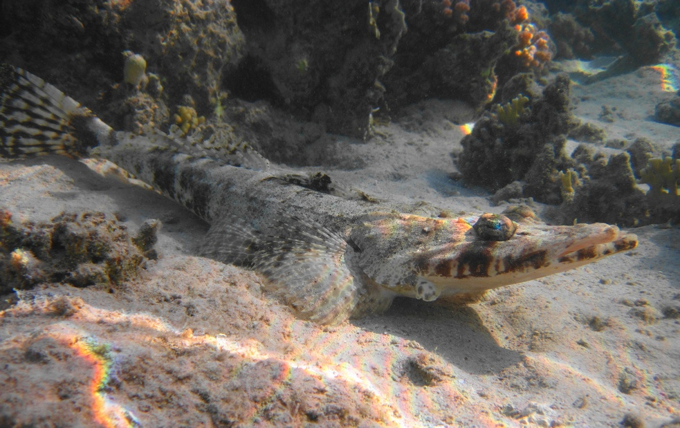 крокодил Красное море, плоскоголов