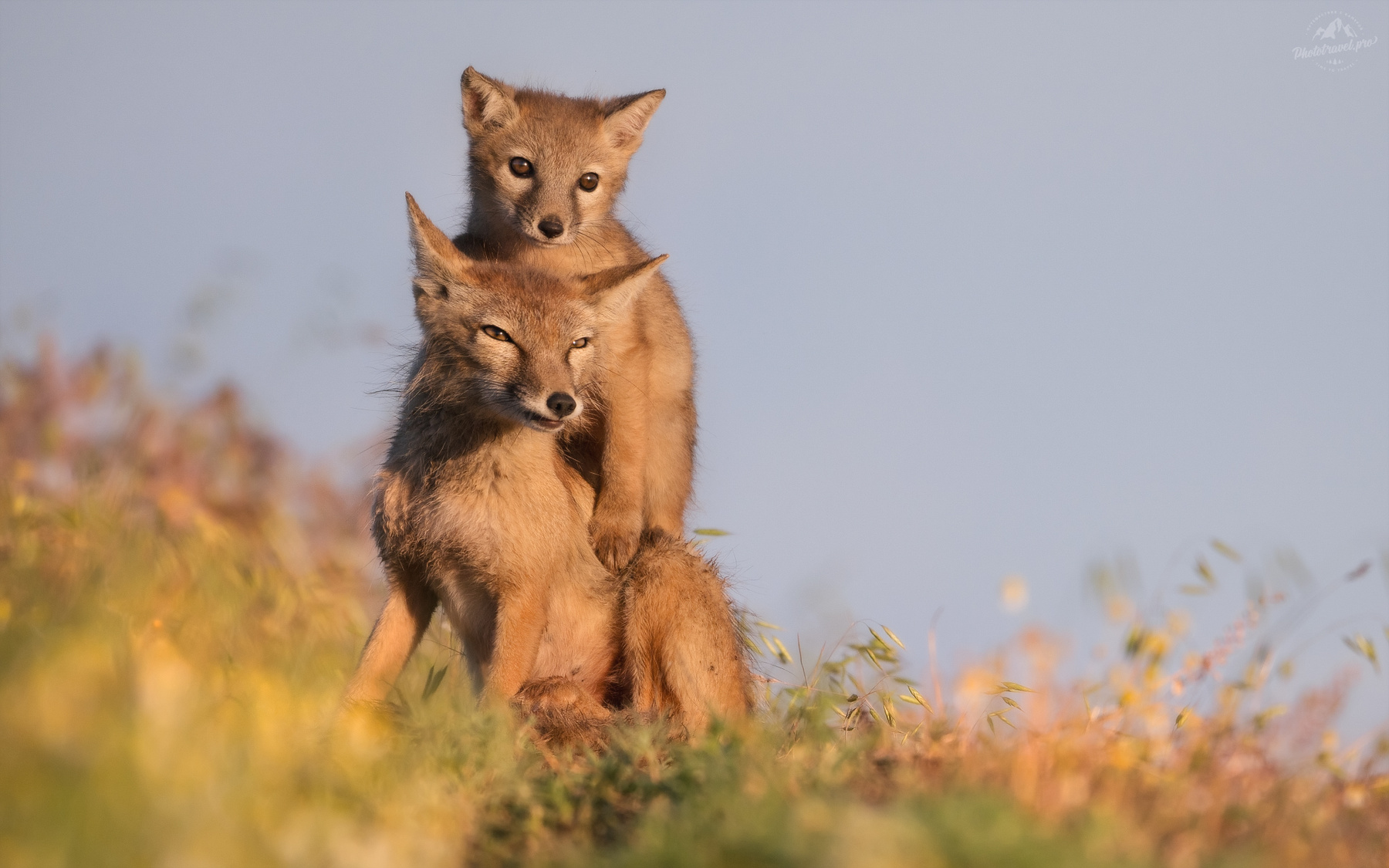 Ушастый балласт корсачок корсак степная лисица Vulpes corsac лиса калмыкия корсаки