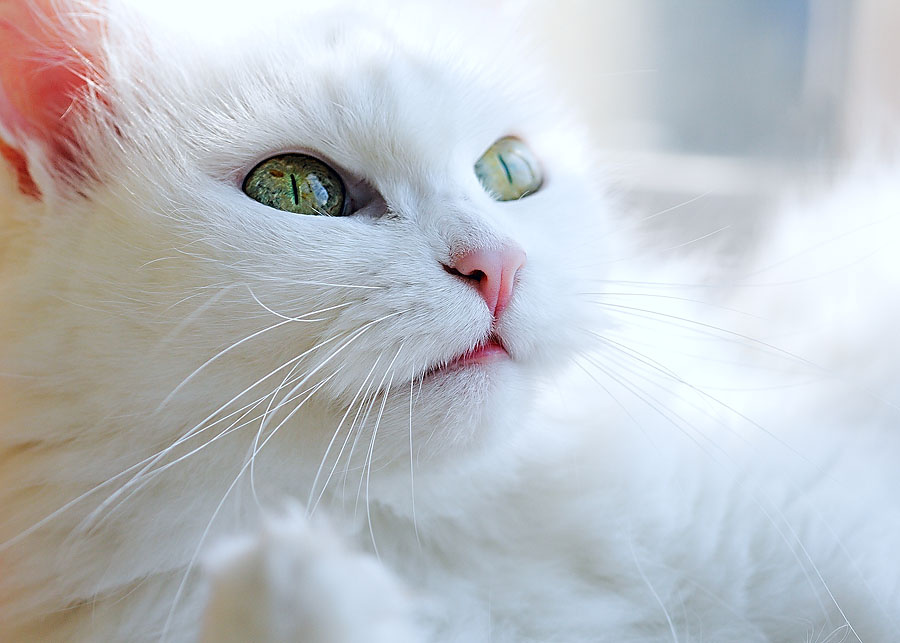 Внимание кошка
