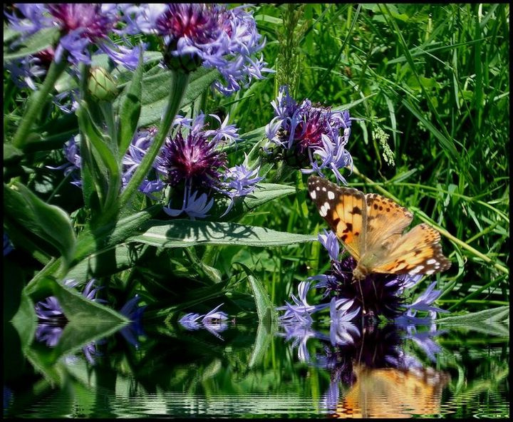 The butterfly 