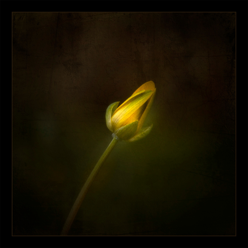 The Hope 