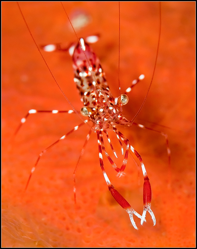 Усатый-полосатый Rock shrimp Urocaridella sp.B
