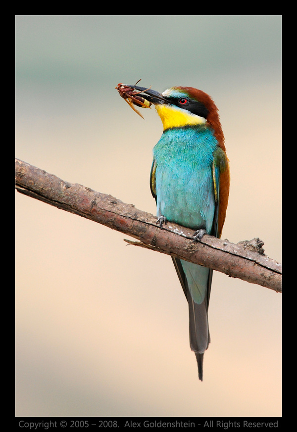 Золотистая щурка, или пчелоедка (Merops apiaster). Золотистая щурка, пчелоедка Merops apiaster