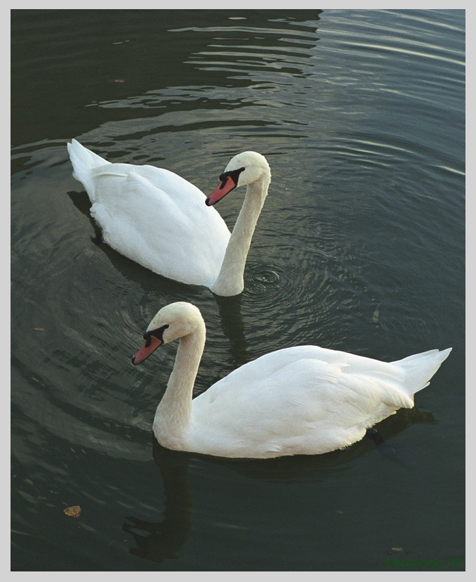 TOYOTA: Уплывай с мечтой... лебедь swan пруд pond осень...хм..а как осень по-англицки?