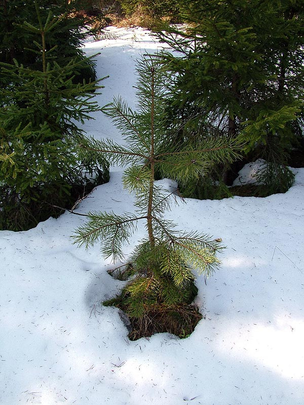 Весна идет,  весне дорогу!... 