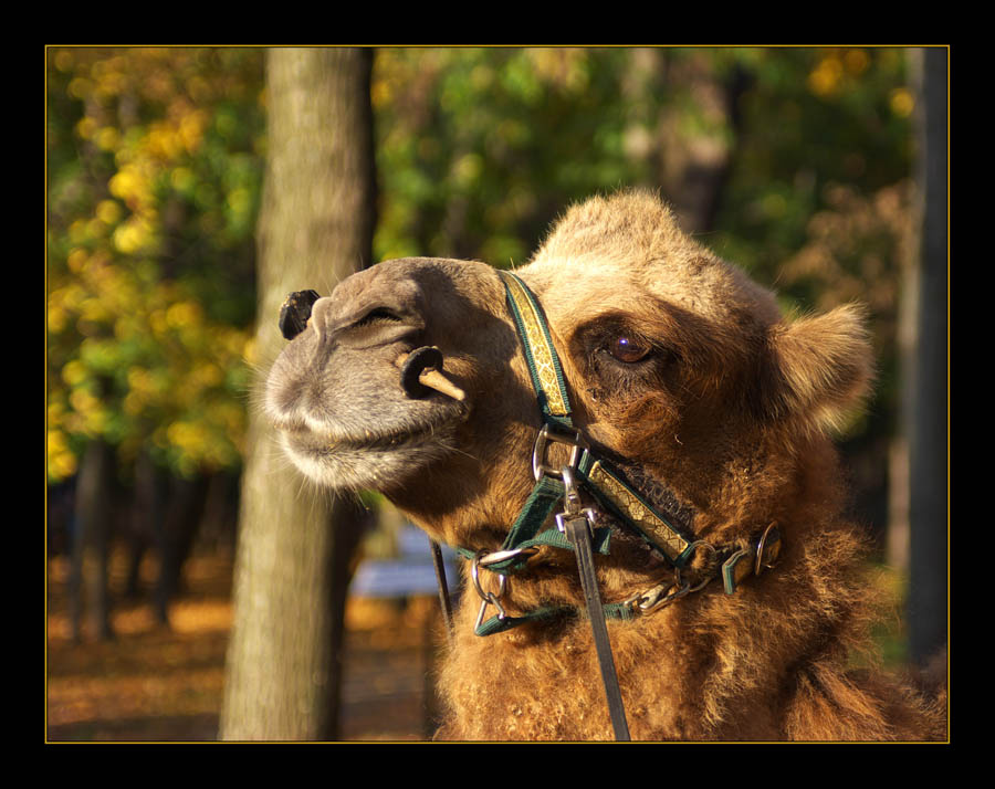 Верблюд средней полосы Верблюд
