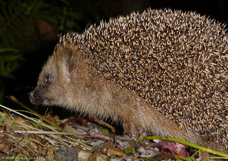 Приходящий в ночи Ёж Erinaceus europaeus