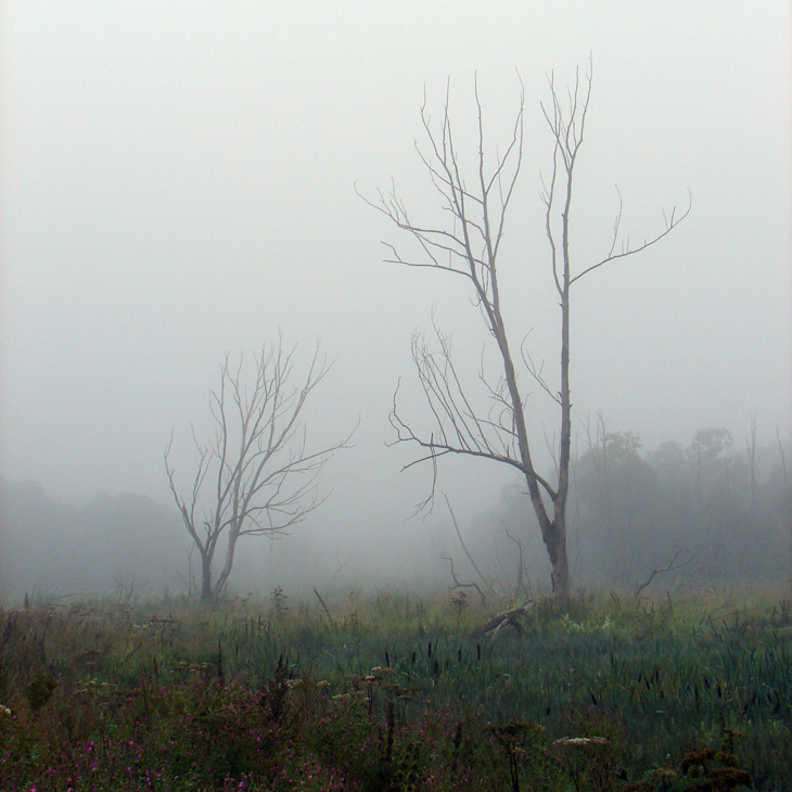 in fog туман дерево утро